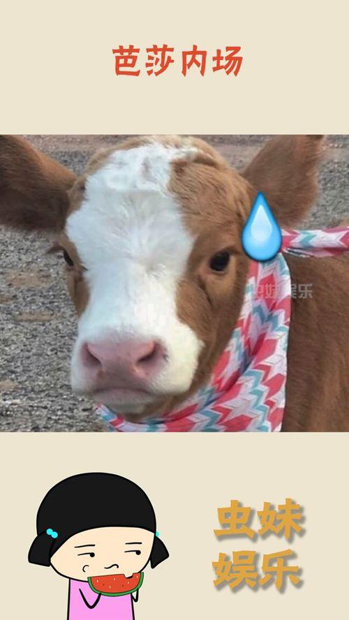 娱乐吃瓜酱网图,揭秘娱乐圈最新热点,带你领略明星幕后故事